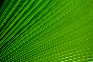 Obraz premium Lines and textures of green palm leaves