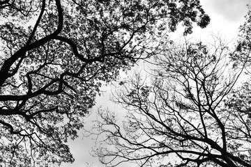 Looking up in Forest - Tree branches nature abstract - monochrome