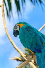 Blue-yellow Macaw parrot sitting on the branch in front of blue sky