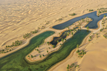 Lakes and trees in a beautiful oasis in the desert. Dubai, UAE.