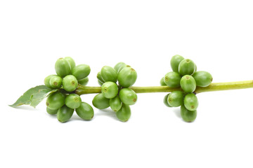 Coffee berry green on branch coffee, White background.