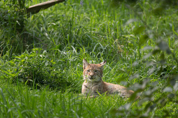 Junger Luchs