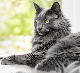 Obraz premium Zamyka w górę portreta piękny szary kot