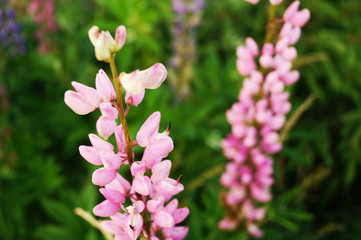  Beautiful pink lupins in the village