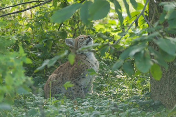 Junger Luchs