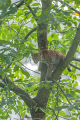 Junger Luchs klettert im Baum