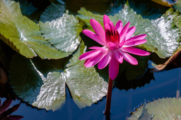 pink water lily in pond