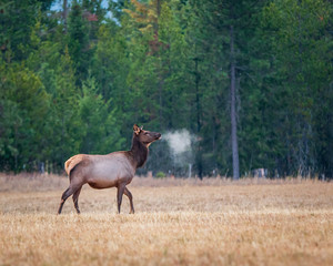 Cow elk on a cool fall morning