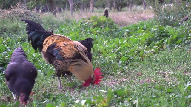 Chicken Brooding Hen And Chicks In A Farm - Powered by Adobe