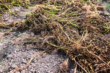Potato beds after harvest is close
