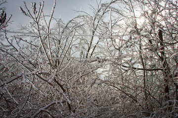 лед на деревьях © solyaris73