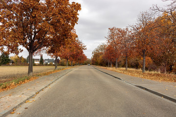 Landstra&szlig;e im Herbst in Frankenthal (Pfalz) 