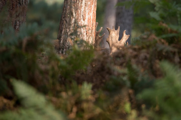 Fototapeta premium Damhirsch versteckt im Farn