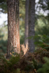 Damhirsch versteckt im Farn