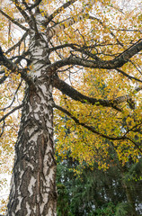  Beautiful autumn state of nature