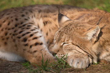 Obraz premium Ryś śpi na słońcu