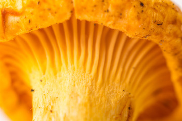 Gold Chanterelle mushroom. Macro. Closeup. Side view. Very shallow DOF, selective soft focus as a magic food concept.