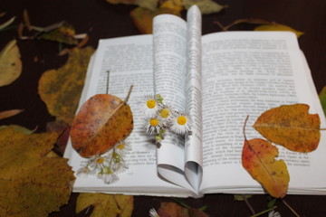 Naklejka na ściany i meble autumn, leaves, reading, beauty, inspiration, love reading, love autumn