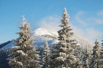Obraz premium Winter landscape of a mountain hill. Fir trees covered with snow.