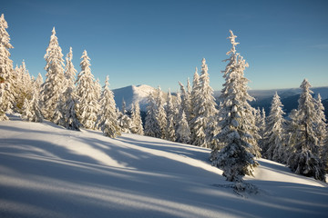Winter landscape of a mountain forest. Clear blue sky over the forest. Mountain range at the background.