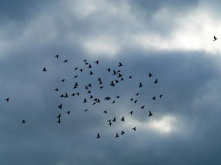 Pigeons