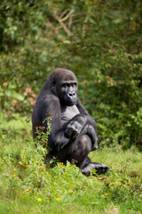 Naklejka premium Westlicher Flachlandgorilla