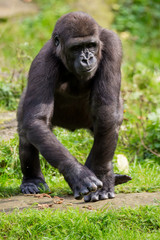 Westlicher Flachlandgorilla