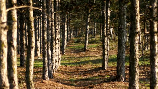 Magic coniferous pine forest - Ukrainian nature