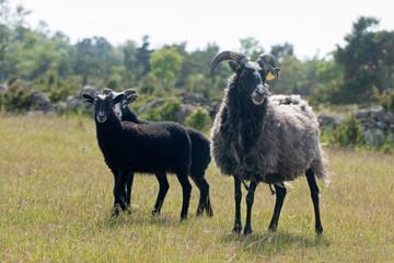 three sheep