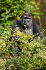 Westlicher Flachlandgorilla