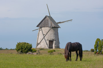 Fototapeta na wymiar A horse with an old windmill on the background