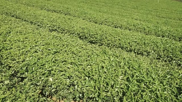 Orderly Rows of Tea Bushes on Chiang Mai Plantation