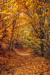 going through autumn in the beech forest