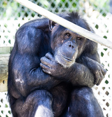 Obraz premium Sad Lonely Zoo Chimpanzee Monkey Face Expression