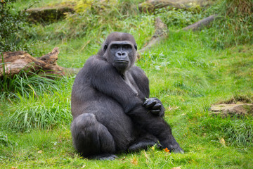 Westlicher Flachlandgorilla