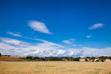 Naklejka premium Summer rural landscape Southern Norway