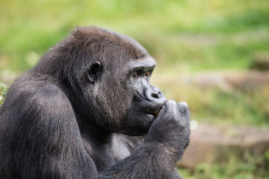 Westlicher Flachlandgorilla