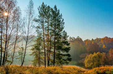 yellow trees in autumn