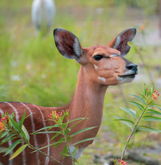 Duiker Deer in Forest Flowers