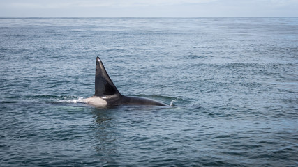 Orcas vor der Küste von Monterey in Kalifornien, USA