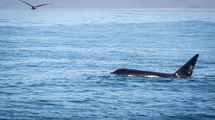 Orcas vor der Küste von Monterey in Kalifornien, USA