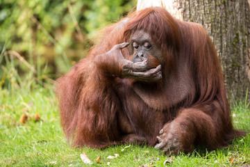 Orang Utan (Pongo)