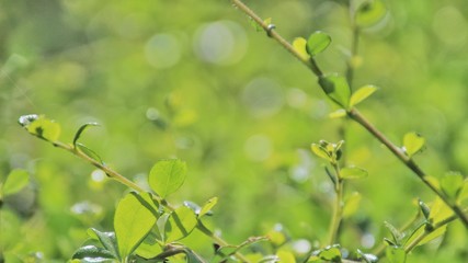 Green leaves contain a green nature bokeh and there is space available for your message.
