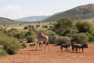 Beautiful landscape of Giraffe and Wildebeest grazing under African sky's