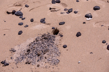 Hole in a sand beach dug by a sand crab