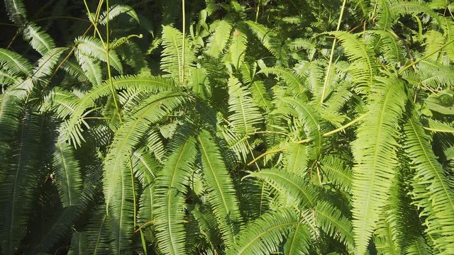 Tropical Ferns in Thai Wilderness. Video 1080p