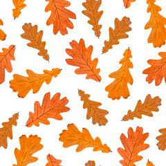 Obraz premium Seamless pattern of autumn oak leaves, isolated on white background.