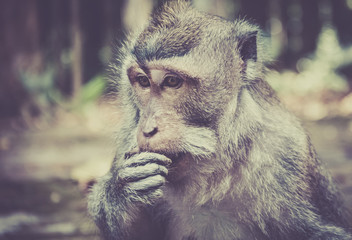 Obraz premium Long-tailed macaque on Bali island