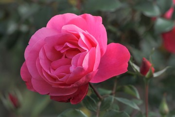 Blüte einer rosa Rose