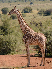 Giraffe walking and grazing on leaves and pollen in field